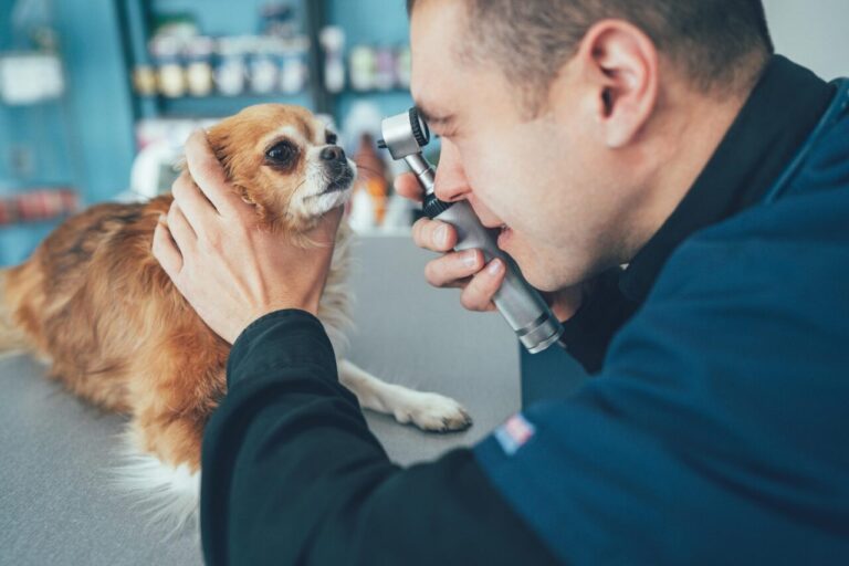 Vétérinaire examinant l’œil irrité d’un chien pour rechercher des signes de conjonctivite.