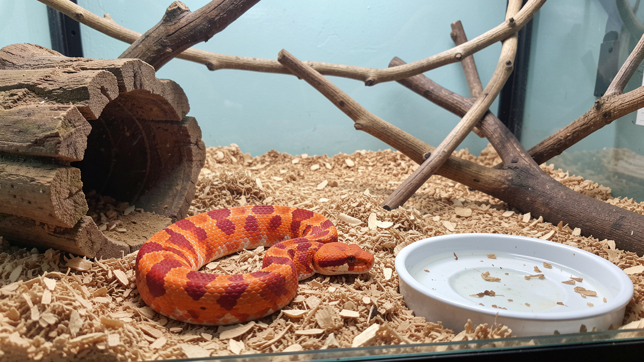 Serpent des blés en bonne santé dans un terrarium propre avec cachette, branches, substrat naturel et coupelle d’eau.